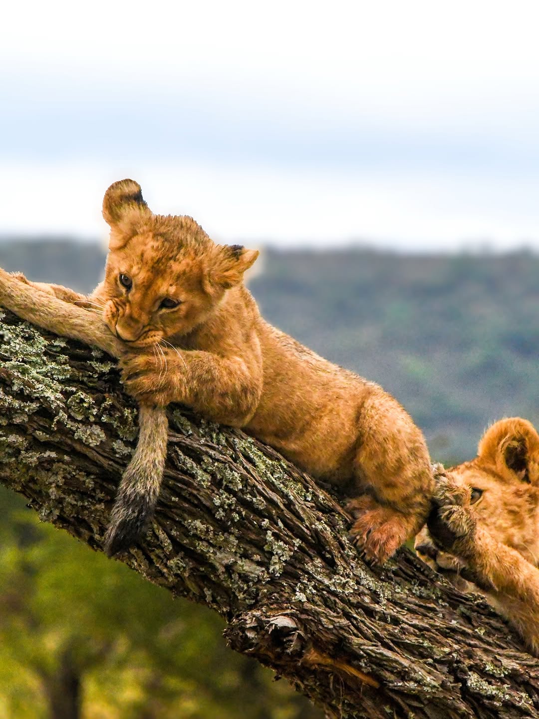 Lion Cubs
