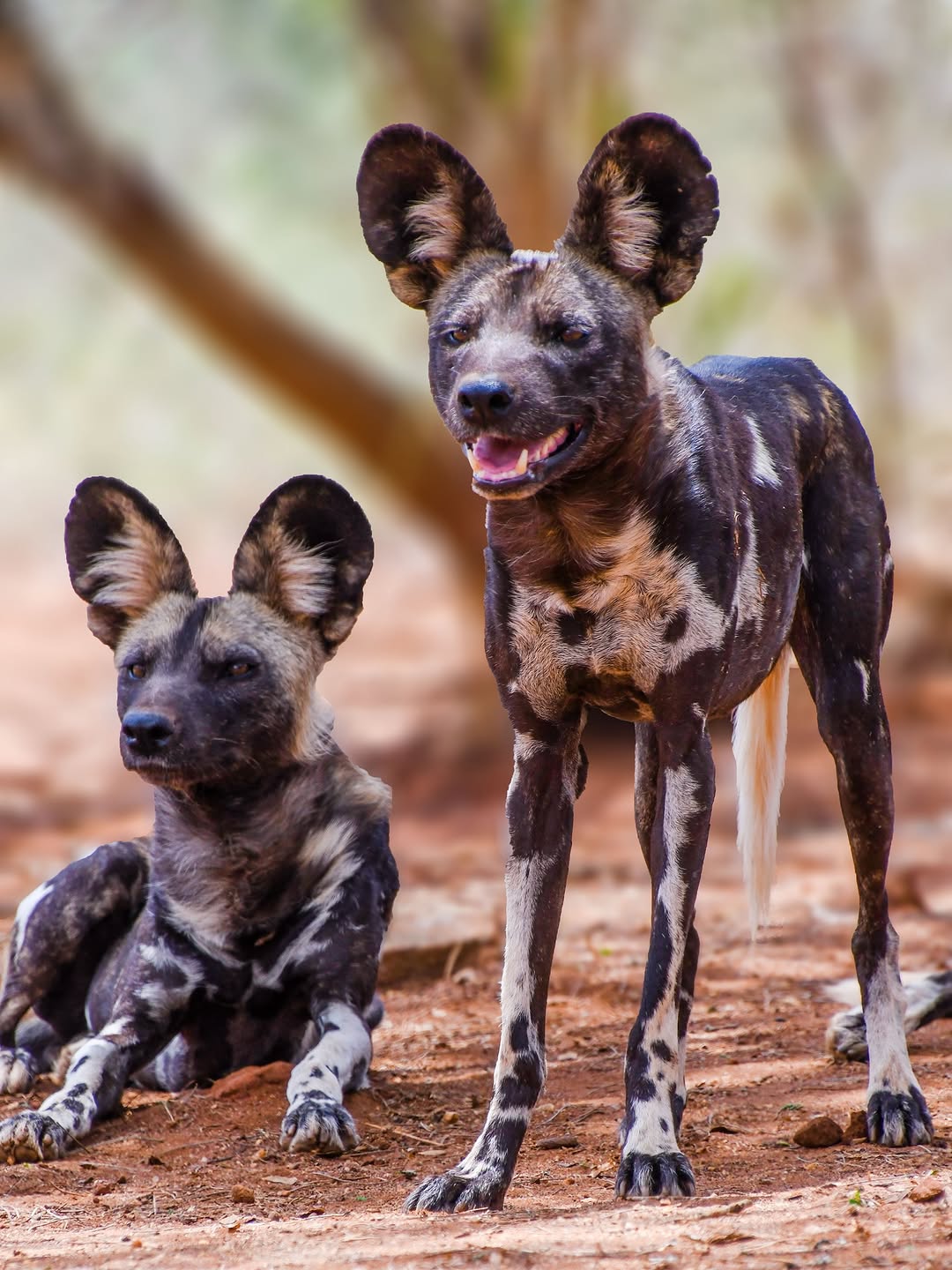 African Wilddog
