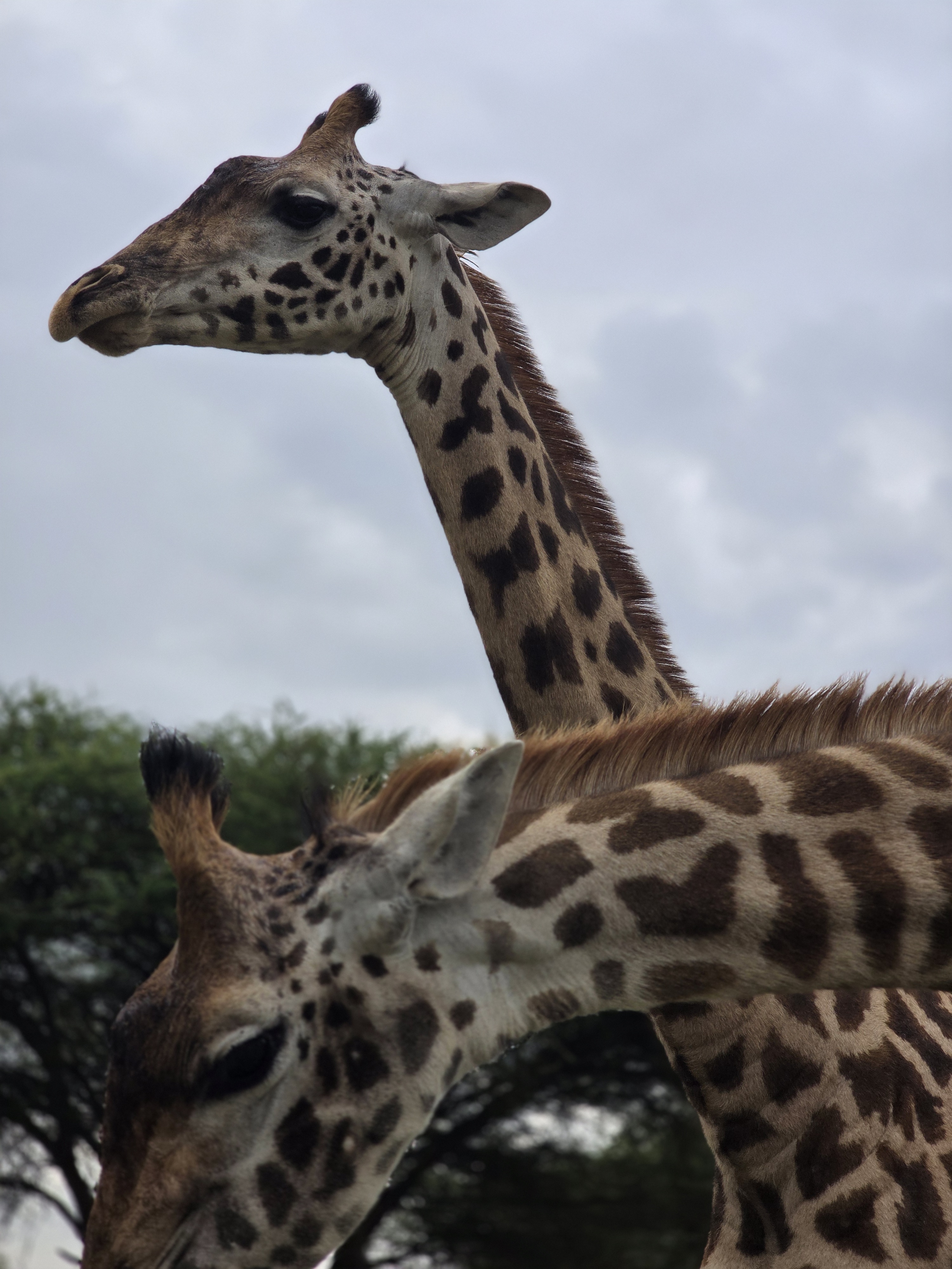THE FLOWER OF AFRICA(Maasai Giraffe)